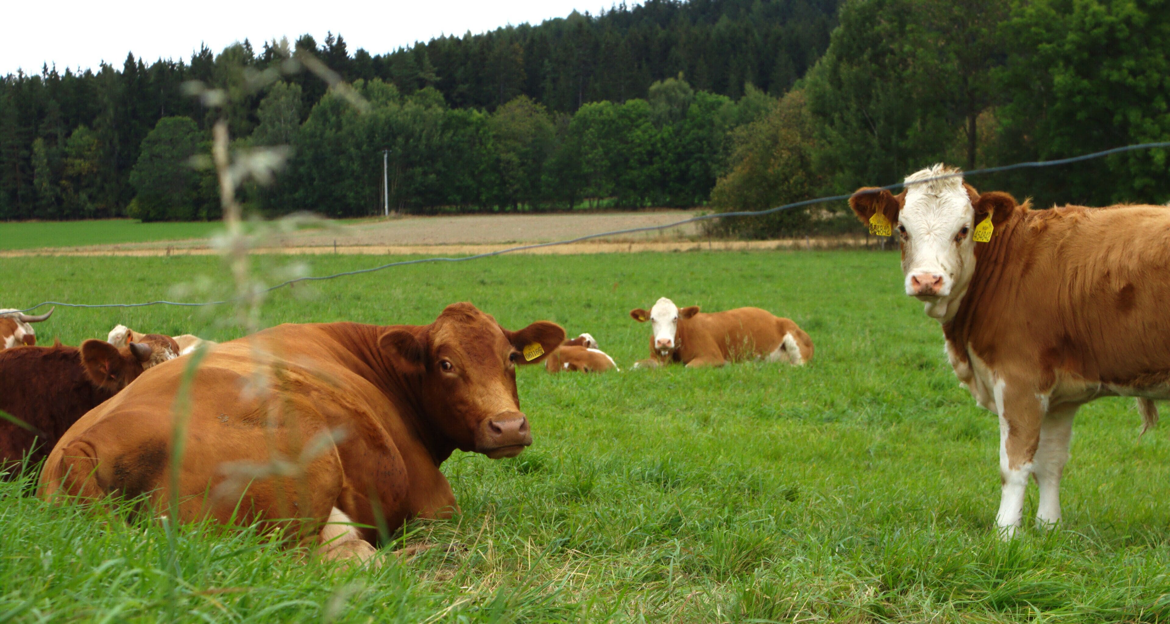 Cows, resting on a meadow west from Stachy, South Bohemian Region, CZ