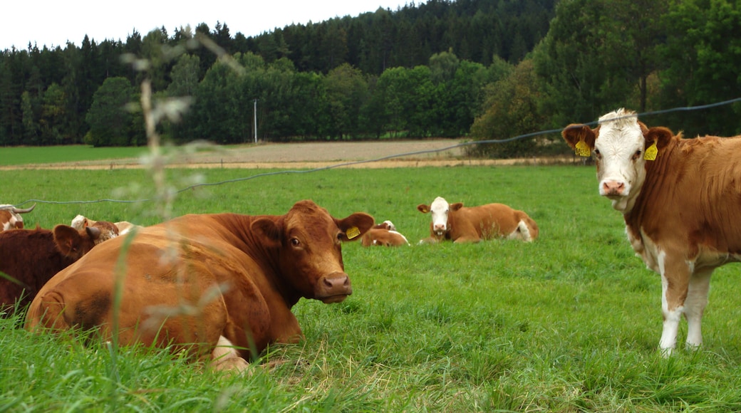 Cows, resting on a meadow west from Stachy, South Bohemian Region, CZ
