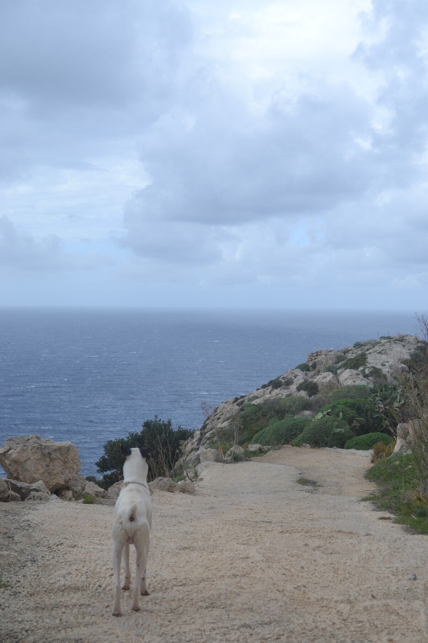 The watch dog of the Bahrija valley.

Bahrija Valley is an unspoilt natural area situated beneath the quiet village of Bahrija (which means moth).   

The valley is surrounded with wild plants and flowers and also farming land.  

#bahrija #valley #rabat #malta