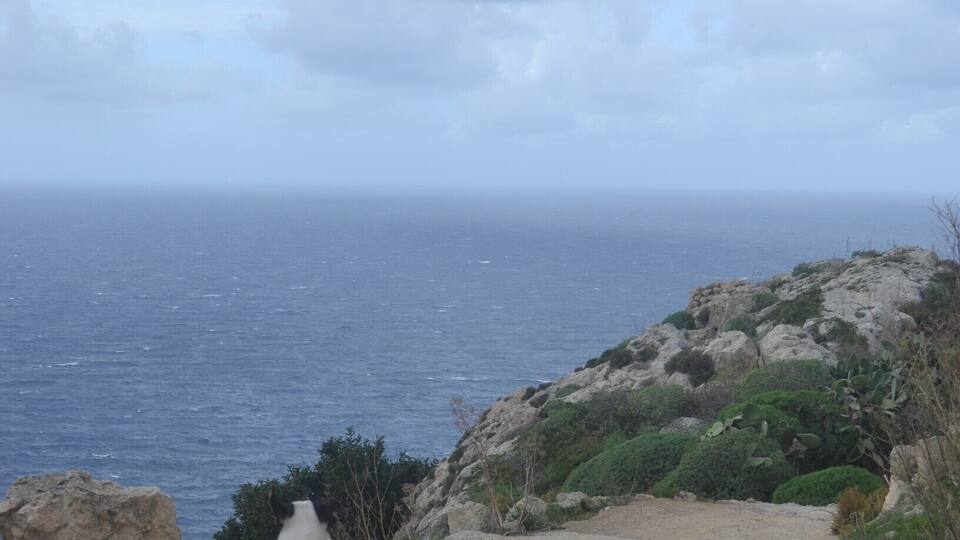 The watch dog of the Bahrija valley.
Bahrija Valley is an unspoilt natural area situated beneath the quiet village of Bahrija (which means moth).
The valley is surrounded with wild plants and flowers and also farming land.
#bahrija #valley #rabat #malta