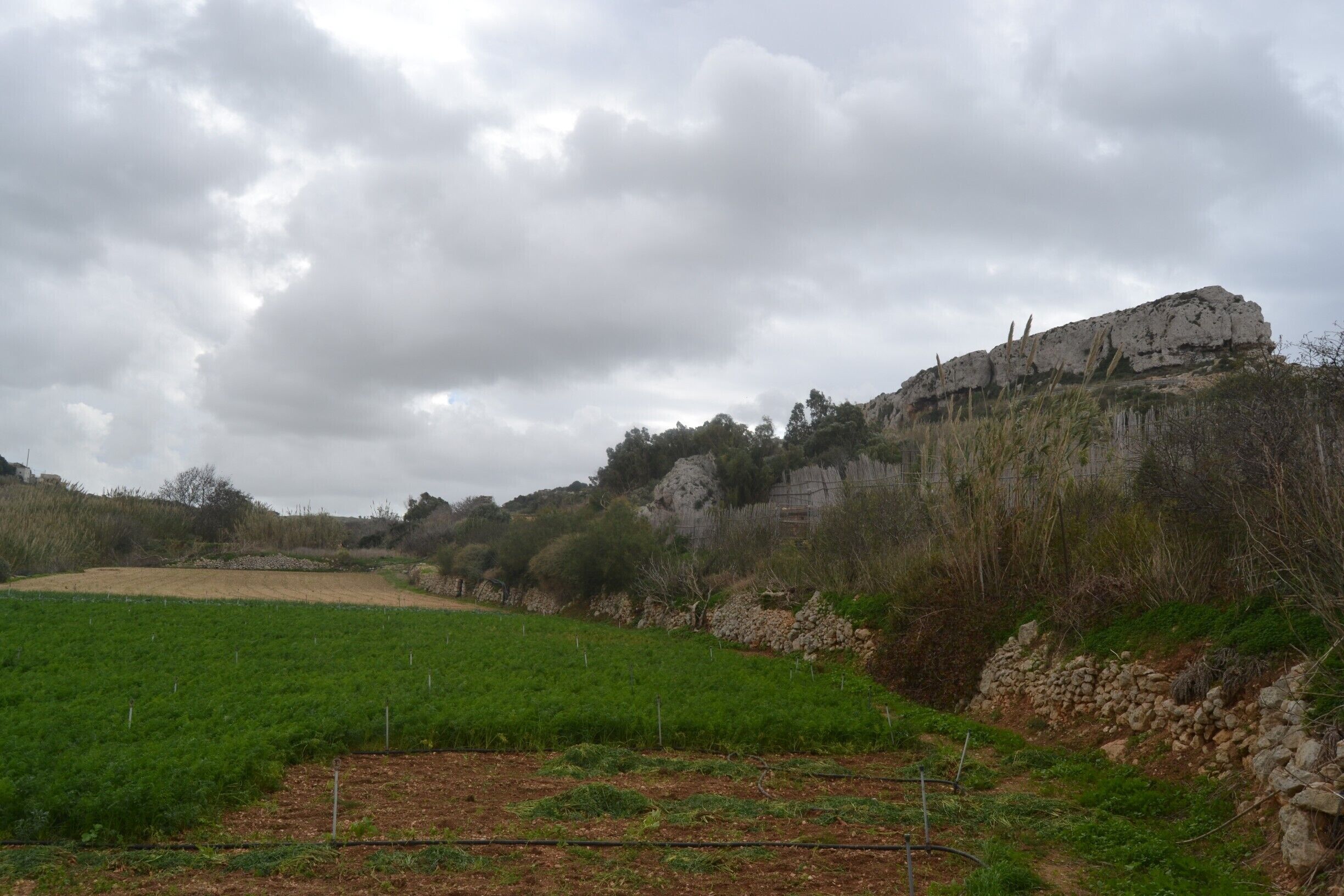 Bahrija Valley is an unspoilt natural area situated beneath the quiet village of Bahrija (which means moth).   

The valley is surrounded with wild plants and flowers and also farming land.

#bahrija #valley #rabat #malta