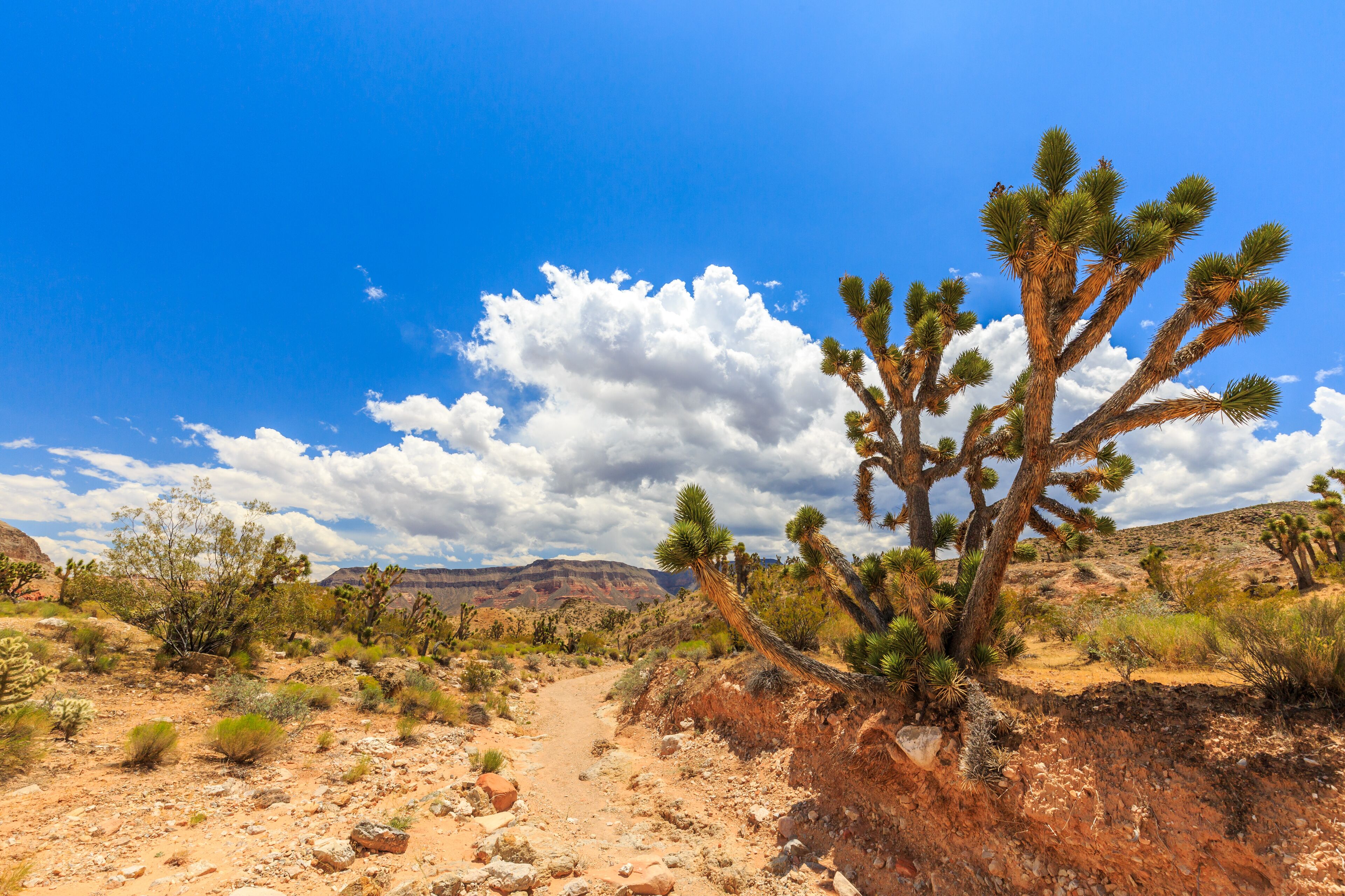 Road 1005, Littlefield, AZ 86432, USA