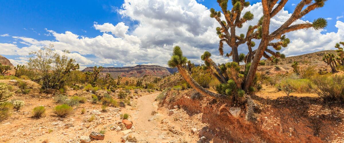 A desert landscape with a prominent Joshua tree, rocky terrain, and distant mountains under a partly cloudy sky.