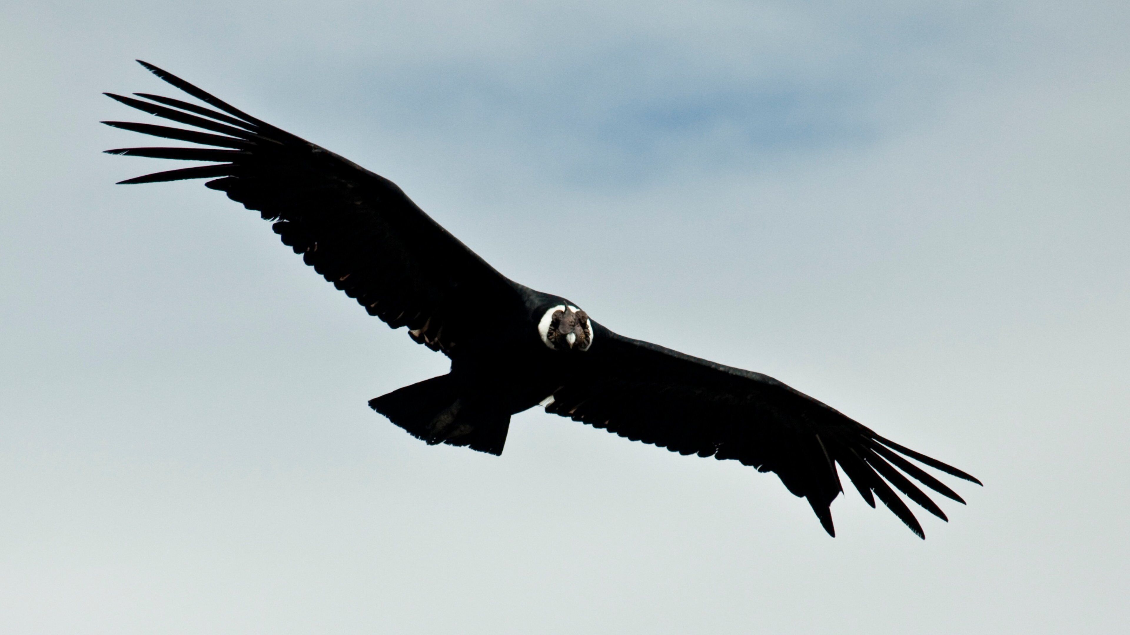 Colca Canyon which includes bird life