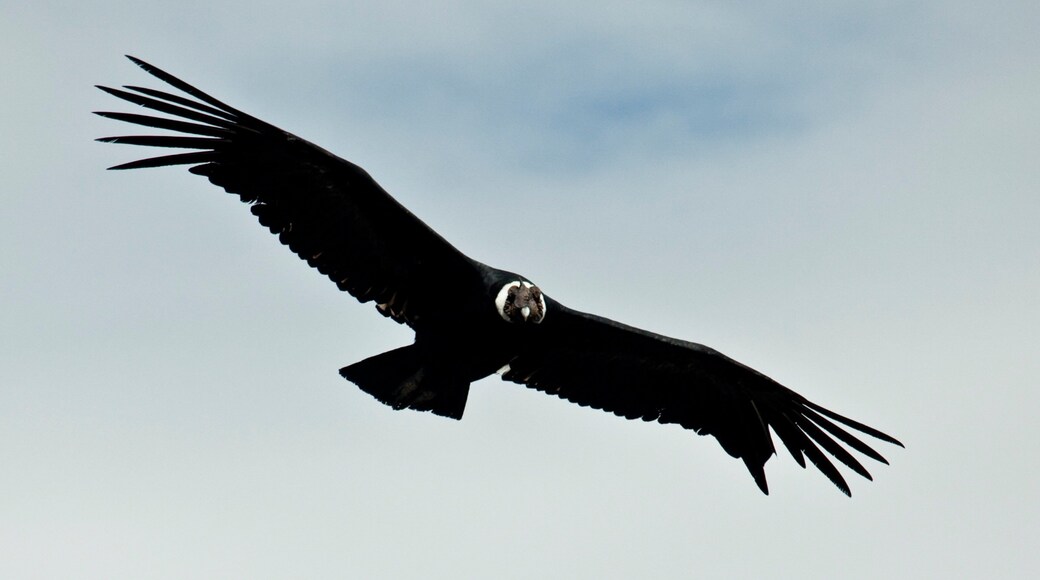 Colca Canyon which includes bird life