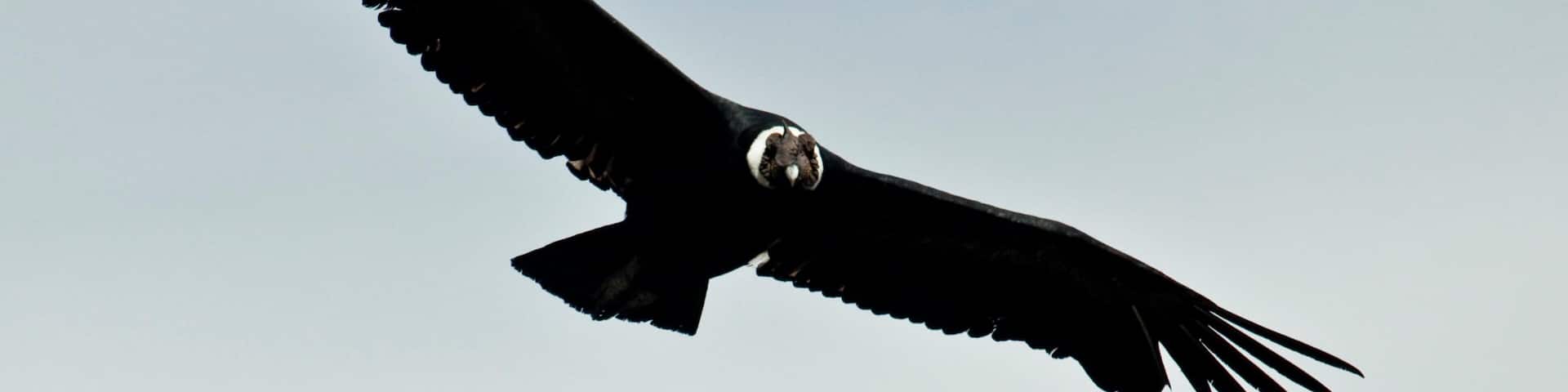 A large bird of prey in flight against a clear sky.