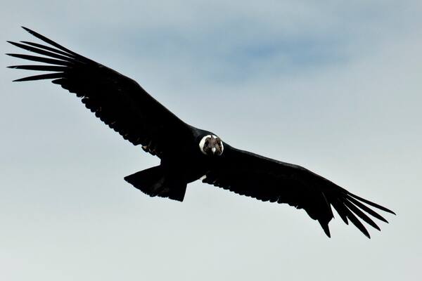A large bird of prey in flight against a clear sky.