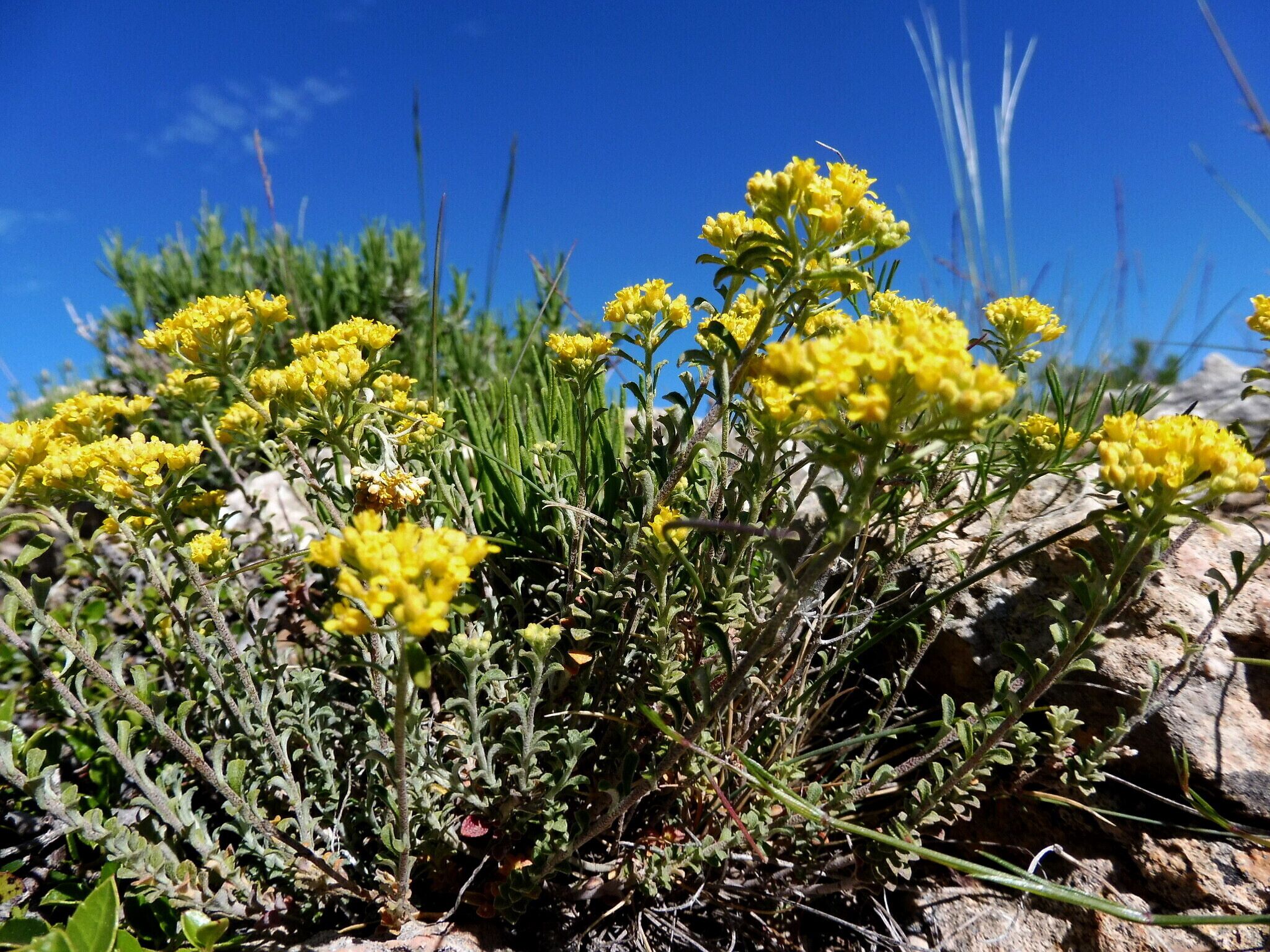This is a a photo of a natural area in Catalonia, Spain, with id: