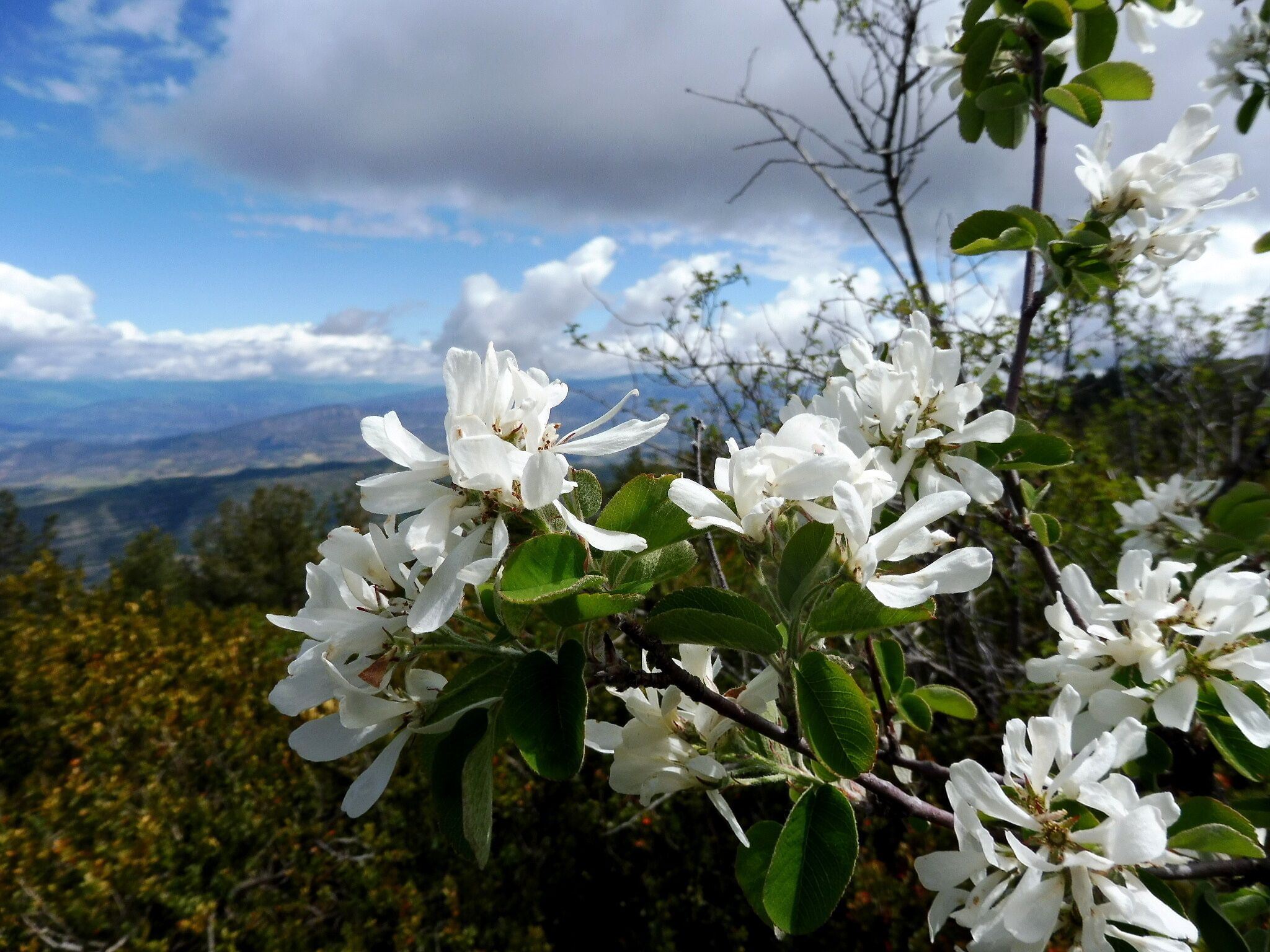 White flowers on a tree with a mountain landscape in the background.