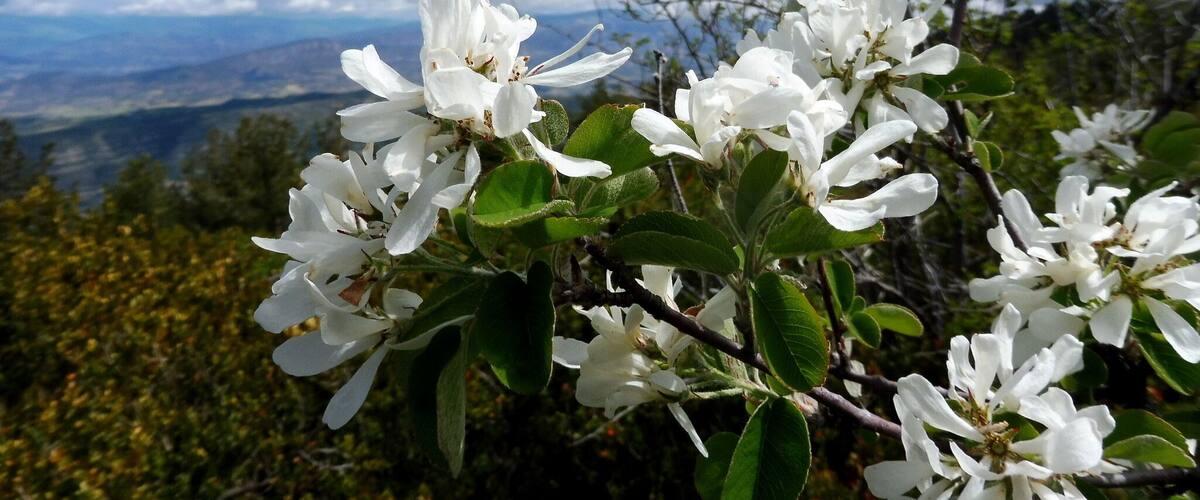 White flowers on a tree with a mountain landscape in the background.