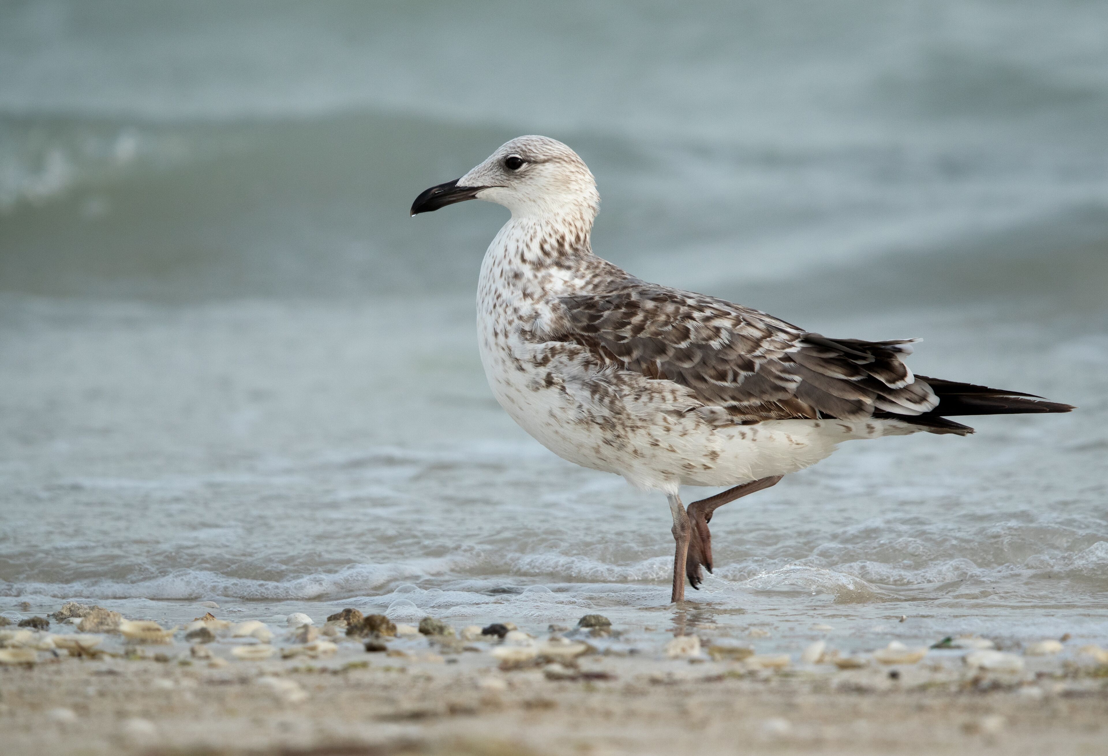 Una gaviota posada en una playa arenosa con olas al fondo.