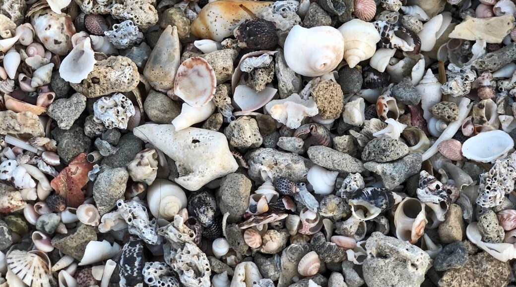 Egaila Beach - Shells at High Tide