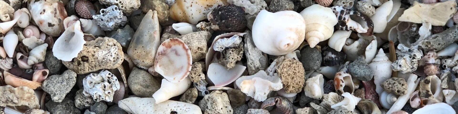 Egaila Beach - Shells at High Tide