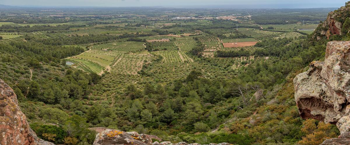 Views of olive trees from Areny Mountain, Catalonia, Spain