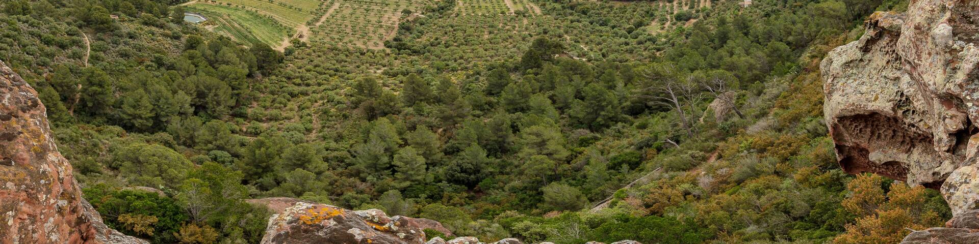 Views of olive trees from Areny Mountain, Catalonia, Spain