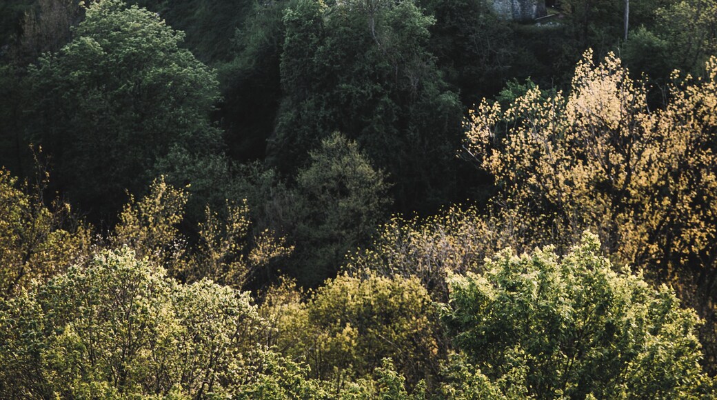 Beautiful view on the ruins of Montaigle.
#architecture #culture #belgium #travel #visit #castle #hiking #ardennes
Make sure you follow me on:
https://www.facebook.com/ShotByCanipel/
https://www.instagram.com/canipel/