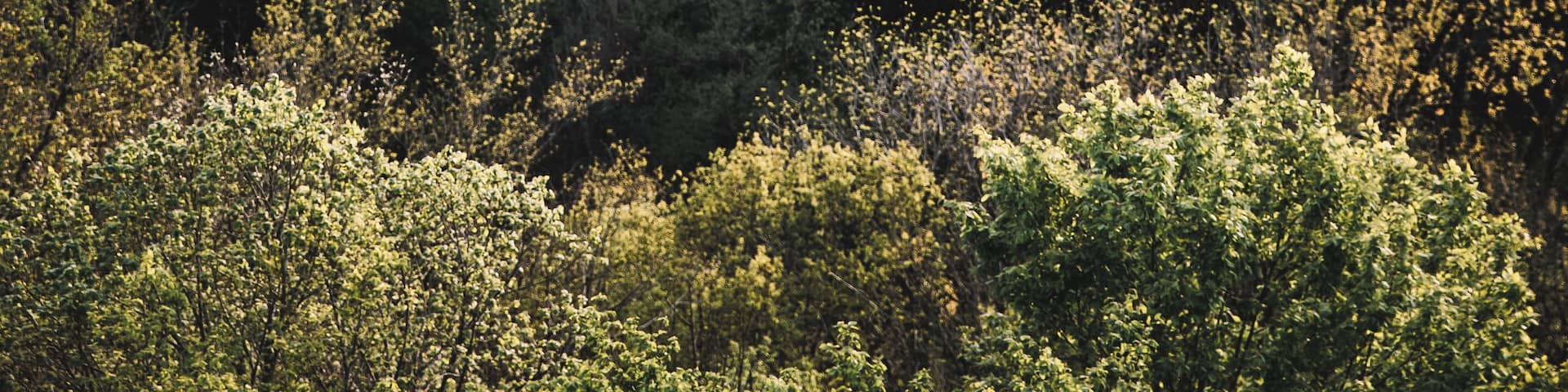 Beautiful view on the ruins of Montaigle.
#architecture #culture #belgium #travel #visit #castle #hiking #ardennes
Make sure you follow me on:
https://www.facebook.com/ShotByCanipel/
https://www.instagram.com/canipel/