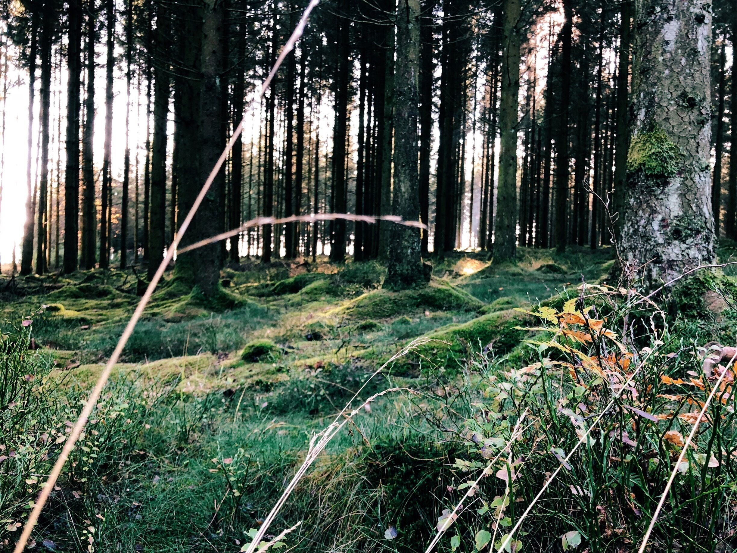 Mysterious Sourbrodt... #sourbrodt #ardennesbleue #hautesfagnes #hogevenen #ardennen #oostkantons #ostbelgien #belgium #belgie #belgique #hike #green #forrest  #travel #travelphotography #iphonex #iphoneonly #iphoneography #wanderlust #wanderlustwhatelse