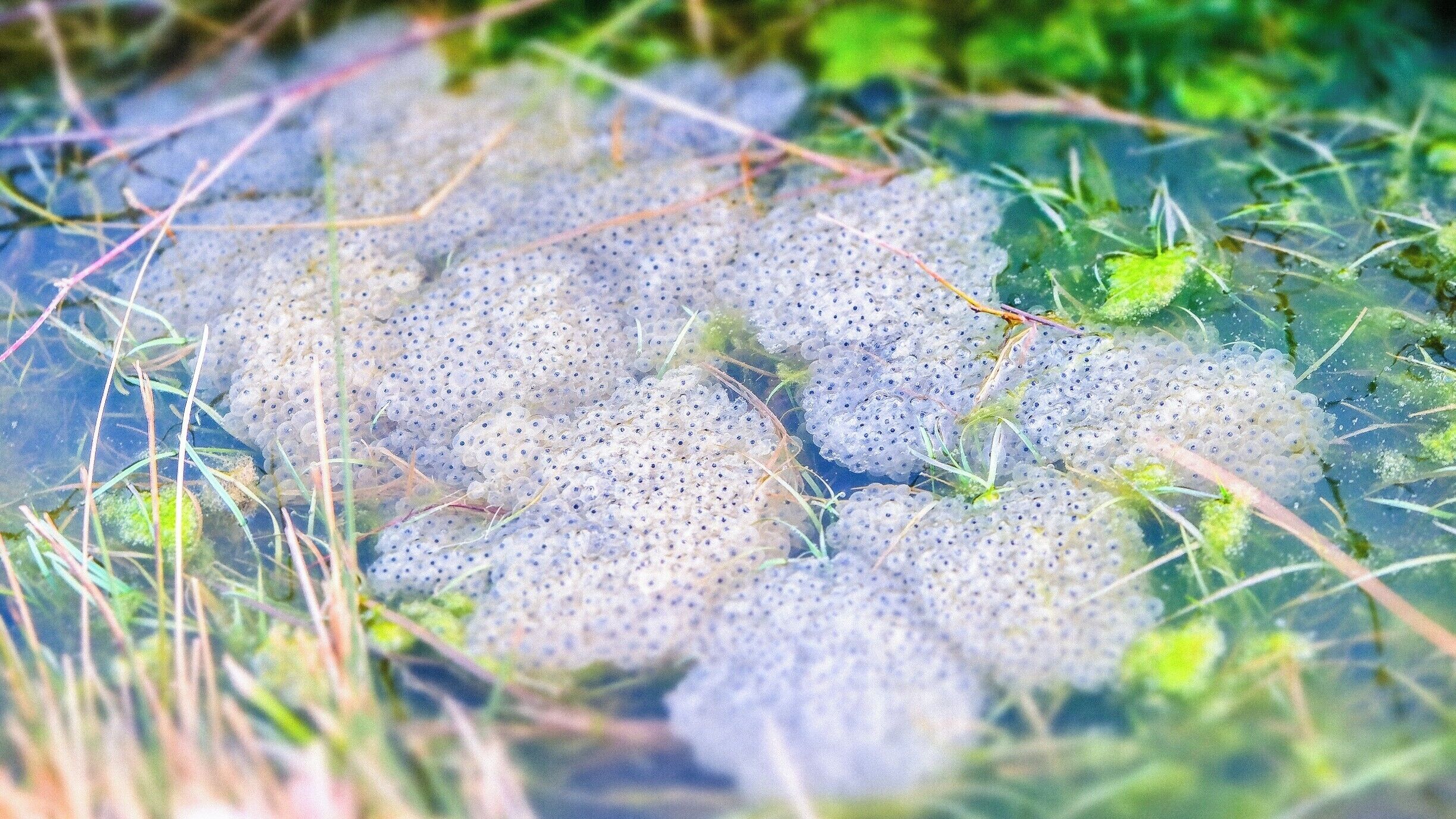 Frog eggs Ardennes Belges

