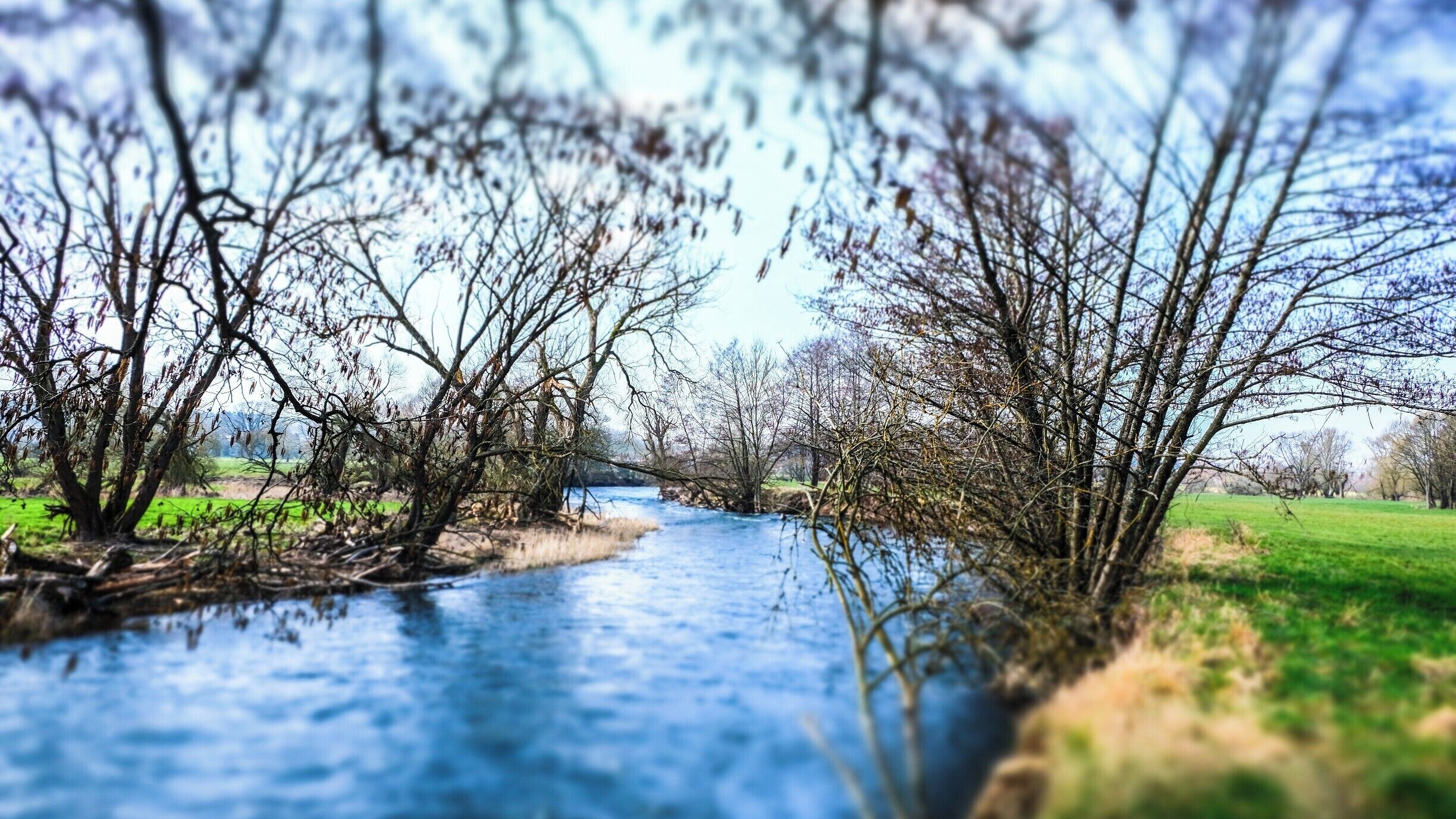 Ardennes Belges wood

