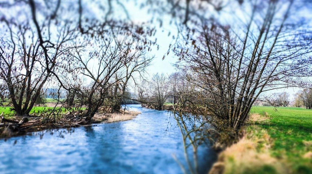 Ardennes Belges wood