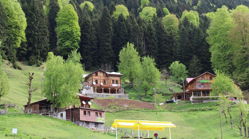 Ayder, Çamlıhemşin, Rize, Turkey
#SpringFun