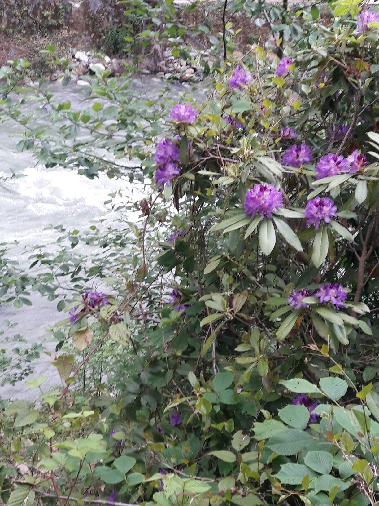 Çamlıhemşin, Rize, Turkey 
#SpringFun 