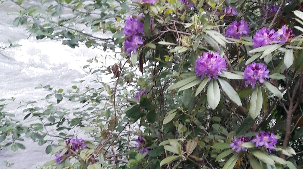 Çamlıhemşin, Rize, Turkey
#SpringFun