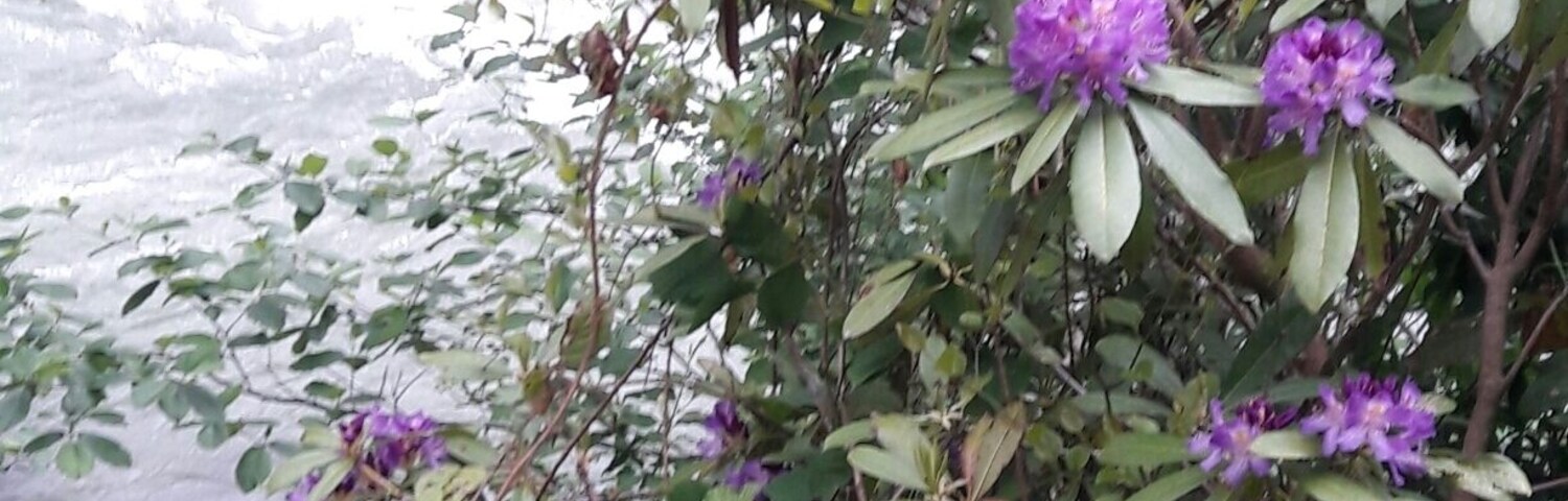 Un arbusto con flores moradas y hojas verdes cerca del agua.