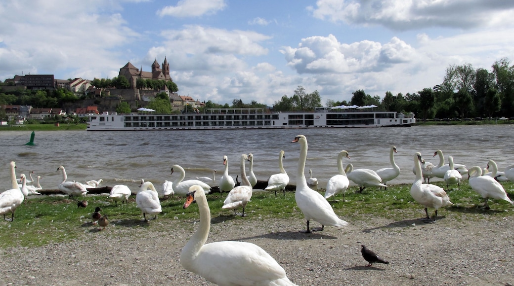 Île du Rhin, Vogelgrun