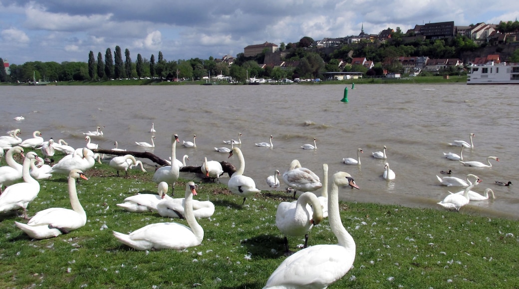 Rheininsel, Ile du Rhin, Vogelgrun, Breisach