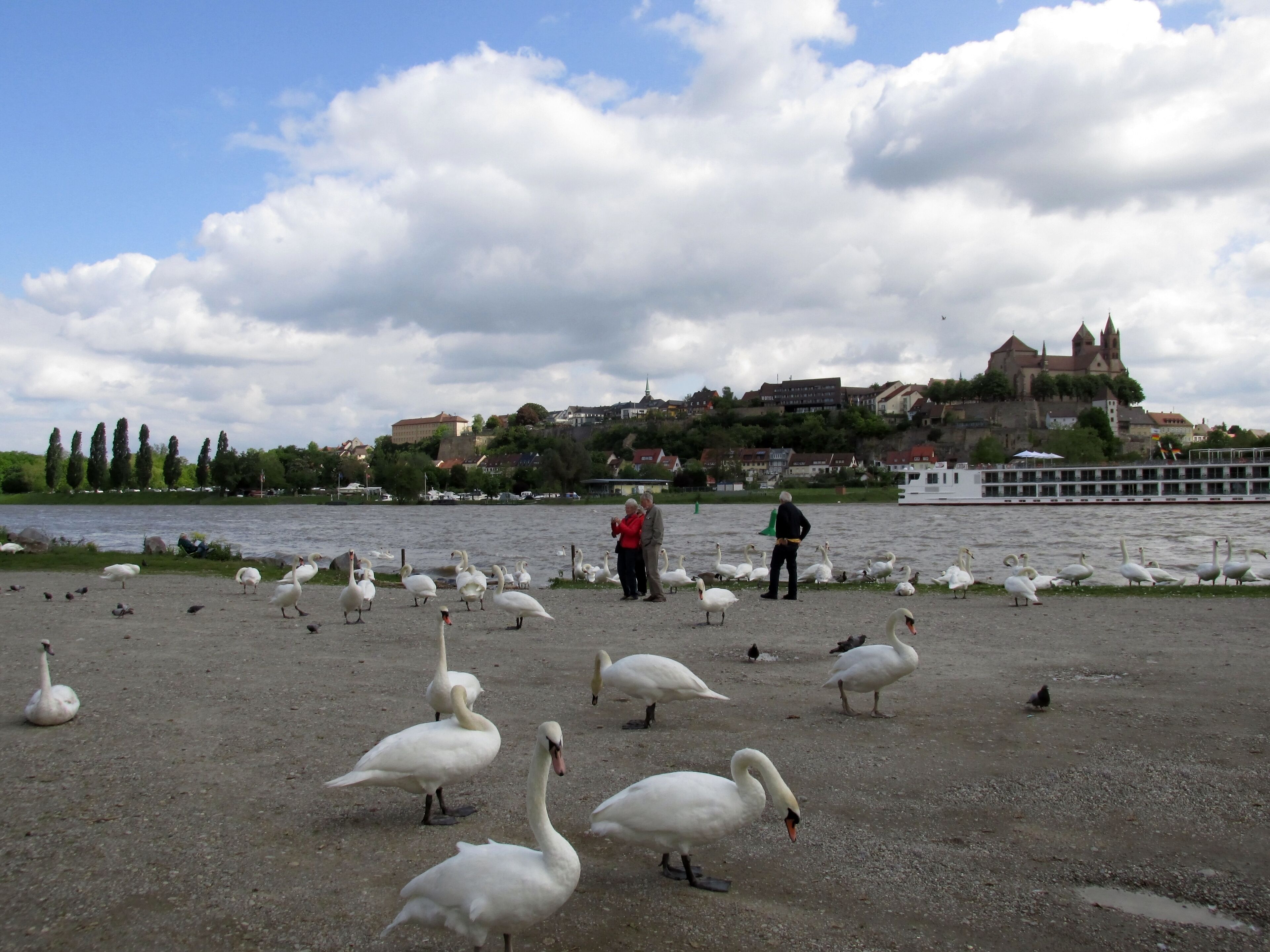 Rheininsel bei Breisach