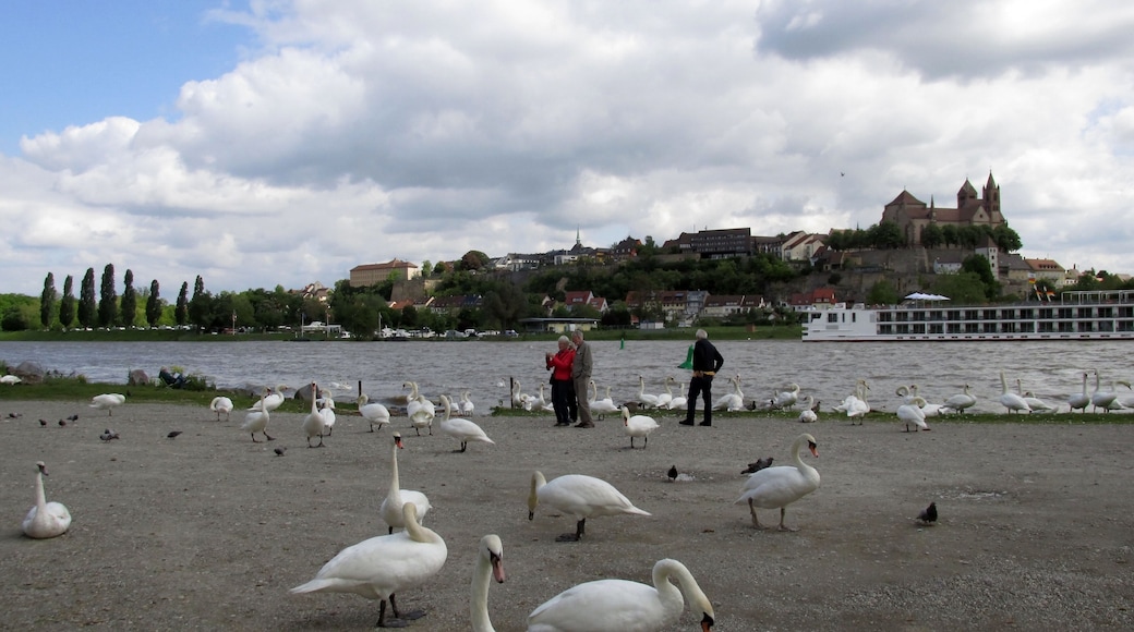 Rheininsel bei Breisach