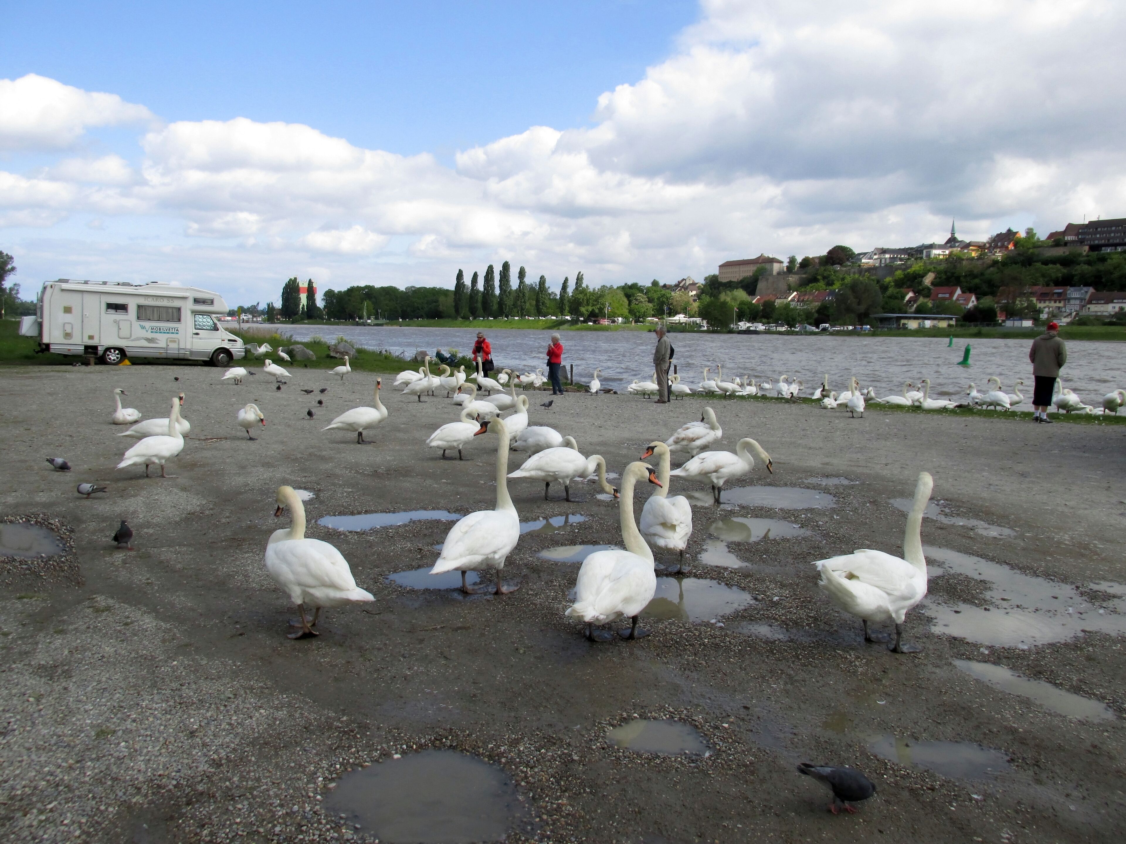 ĂŽle du Rhin, Vogelgrun