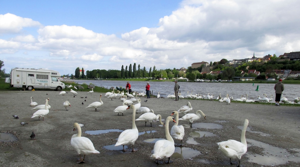 ĂŽle du Rhin, Vogelgrun
