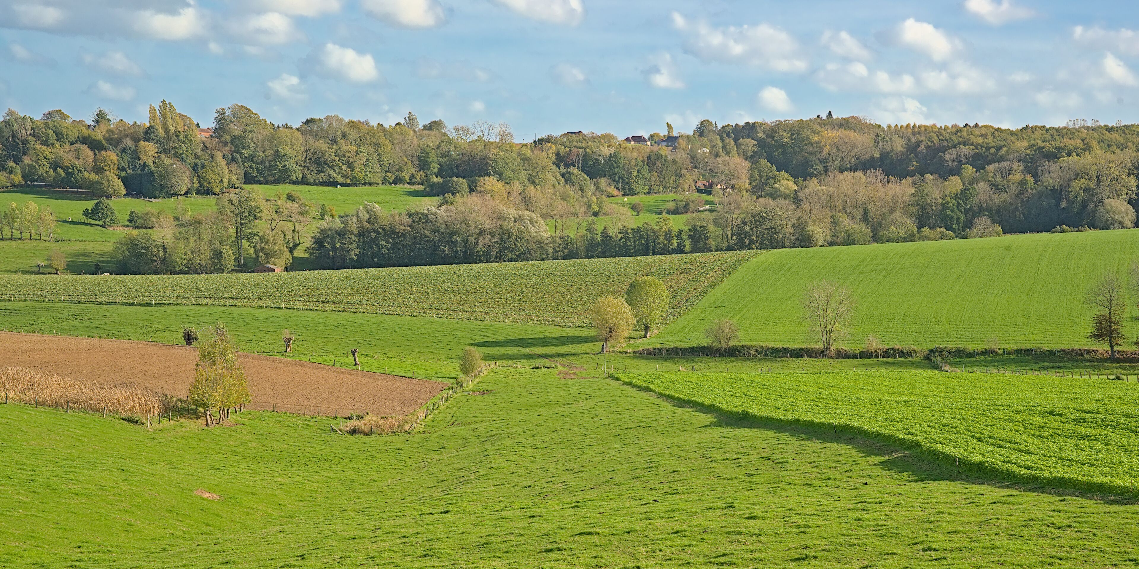 rolling hills with green meadows and autumnal forest under a blue sky in Flemish Ardennes region near Ronse, Flanders, Belgium 