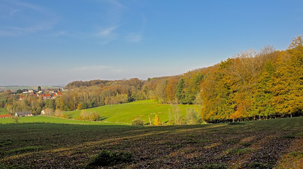 Sunny meadow and colorful autumn trees in Muziekbos woods, Ronse, Flanders, Belgium