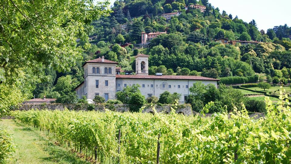 A vineyard with rows of grapevines, a historic building with a bell tower, and a hillside with scattered houses.
