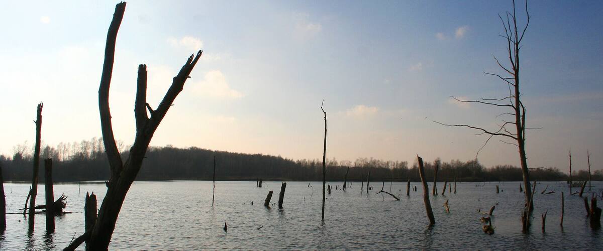 A flooded landscape with numerous dead trees standing in the water.