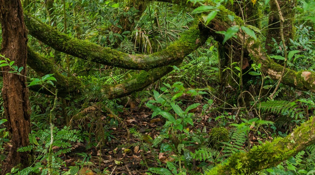 Interior de floresta com Araucárias em Tijucas do Sul Paraná, Brasil
