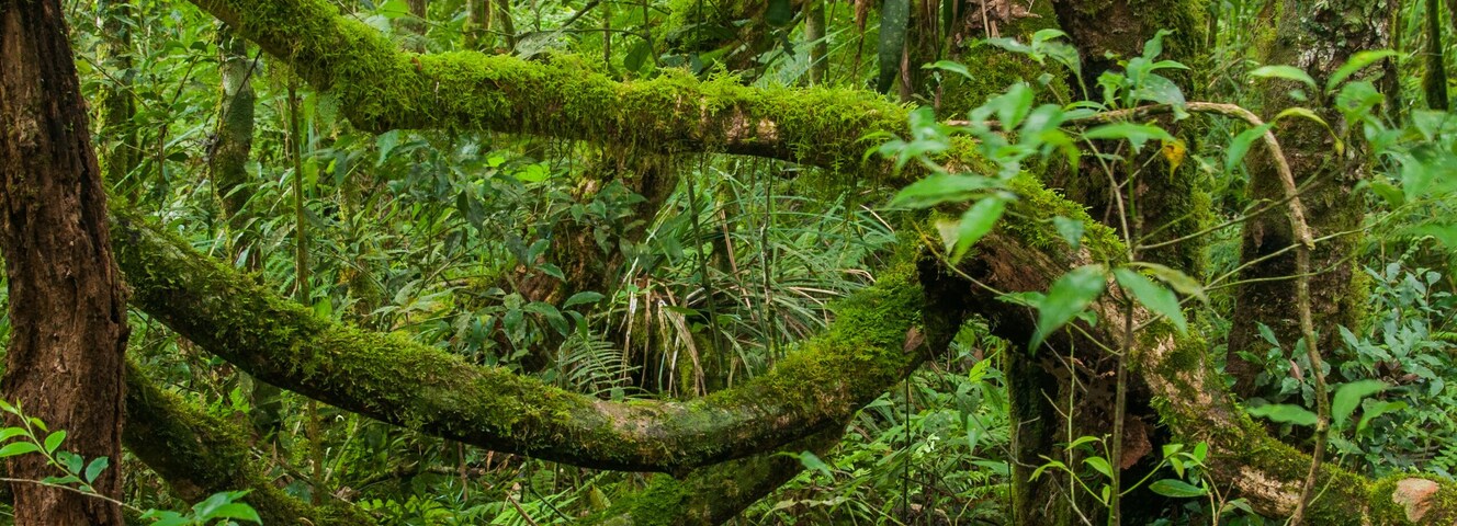 Un bosque denso con árboles cubiertos de musgo y un tronco caído.