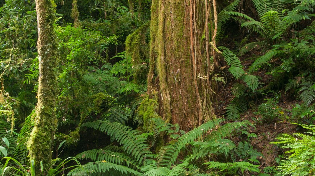 Interior de floresta com Araucárias em Tijucas do Sul Paraná, Brasil