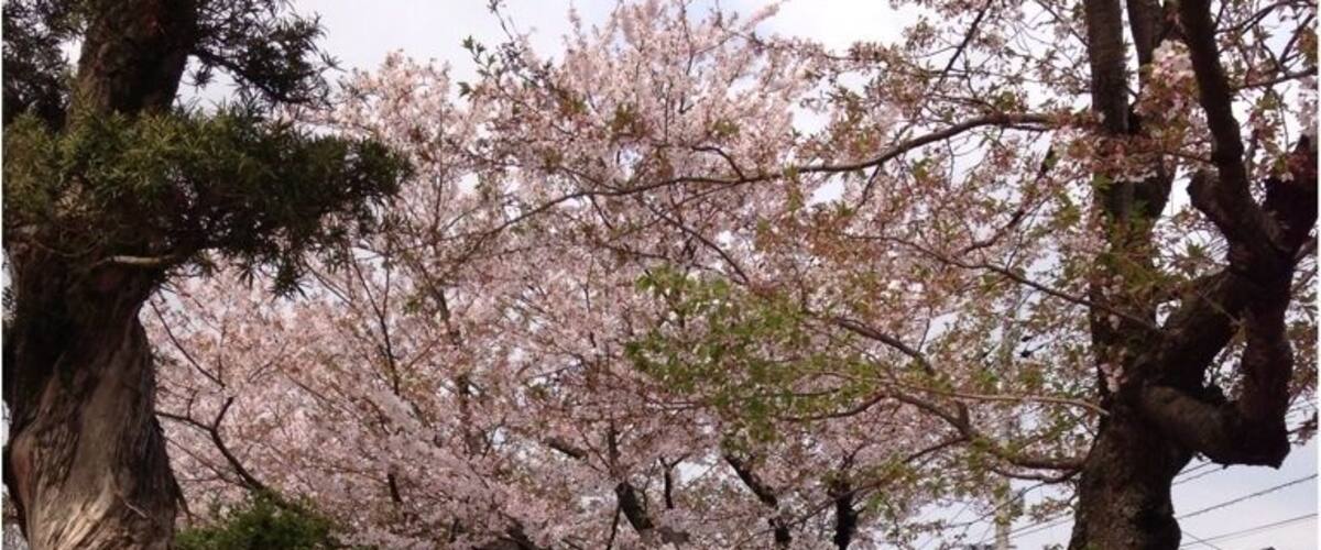 Un cerezo en plena floración con faroles de piedra y un edificio tradicional japonés al fondo.