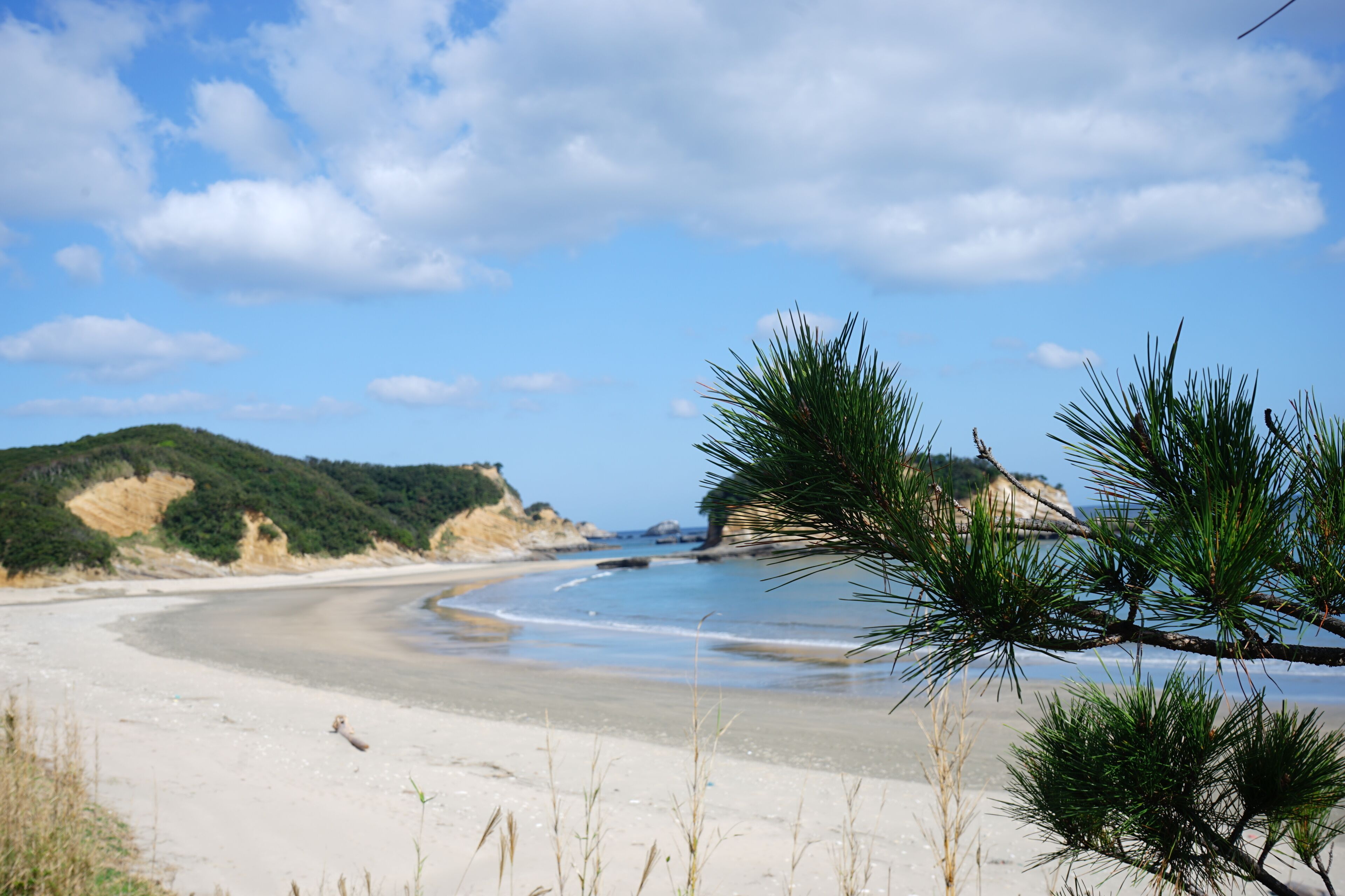 Hamada Beach with closeup pine tree view in Tanegashima island, Kagoshima, Japan - 鹿児島 種子島 浜田海水浴場