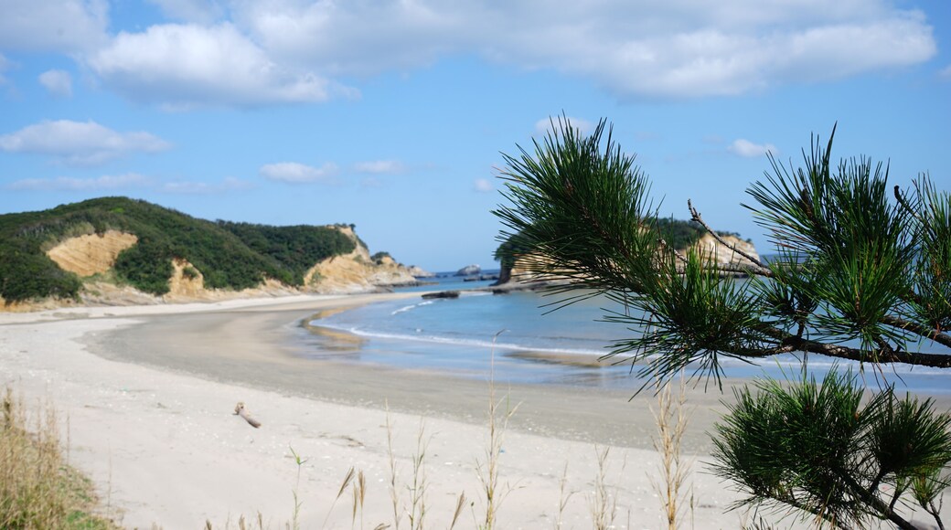 Hamada Beach with closeup pine tree view in Tanegashima island, Kagoshima, Japan - 鹿児島 種子島 浜田海水浴場