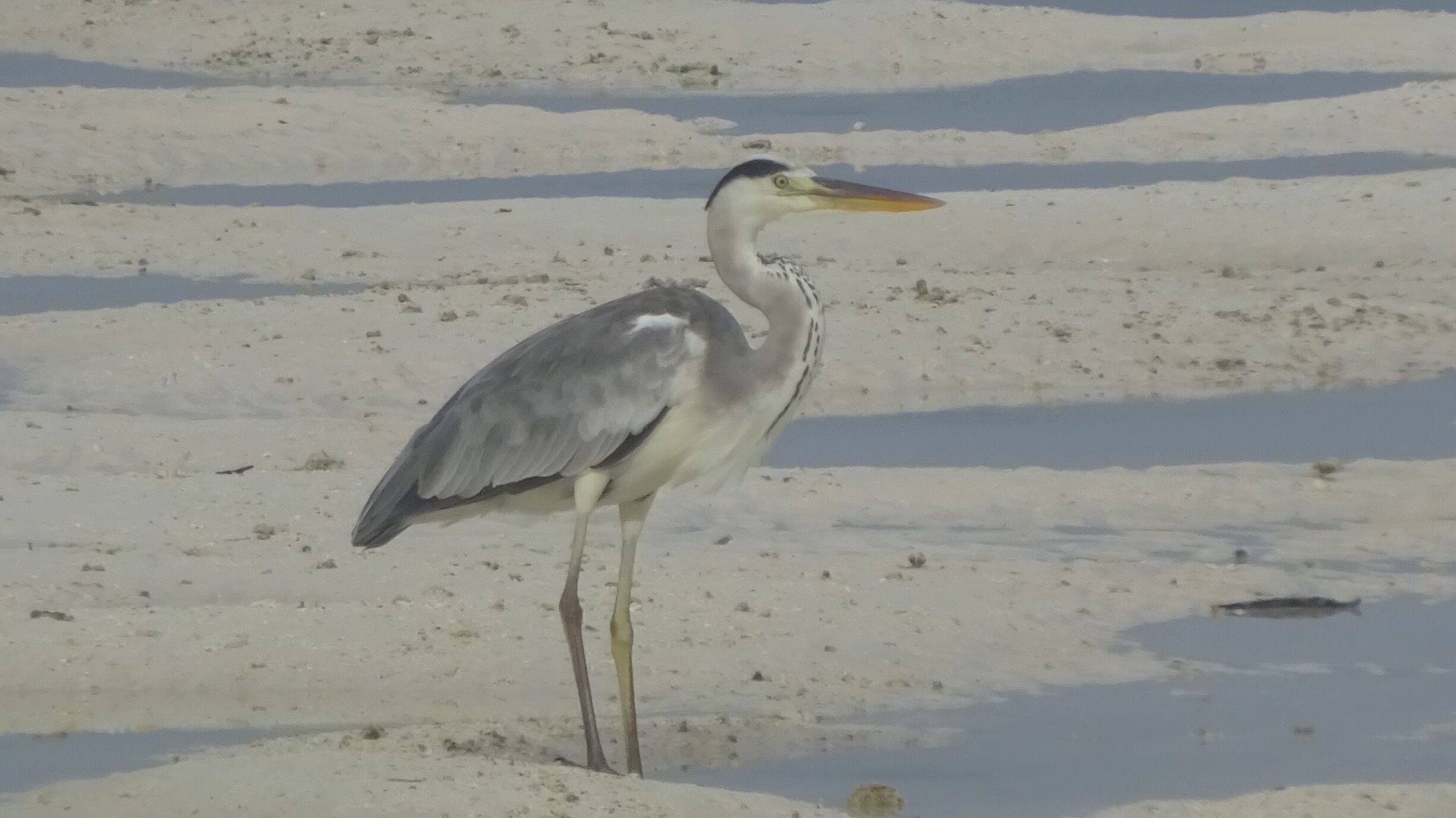 A heron just standing and staring waiting on a fish to make an appearance. 