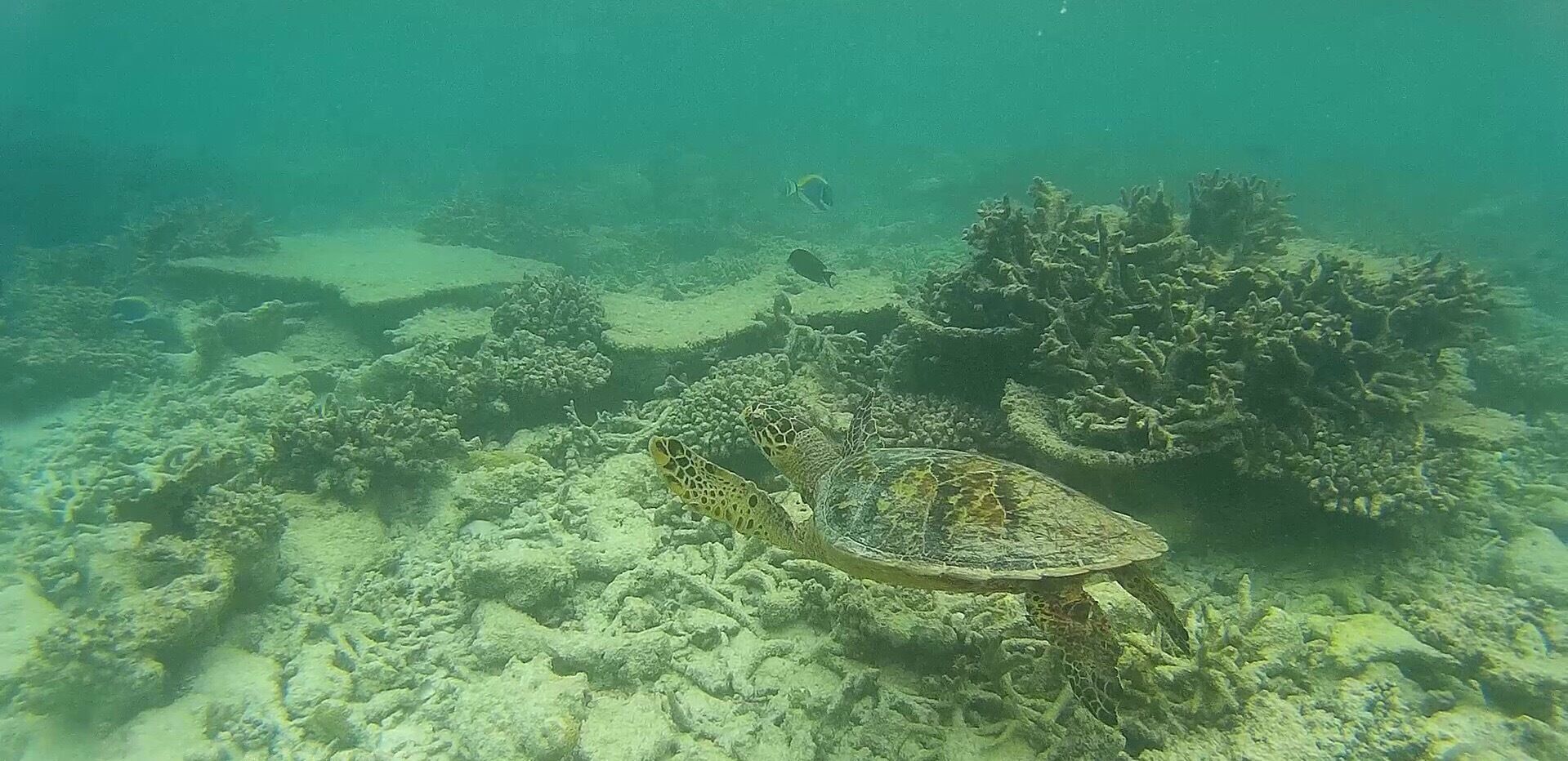 Snorkelling and stumbled upon this turtle. Amazing experience swimming along with one. I’ll never forget it. 