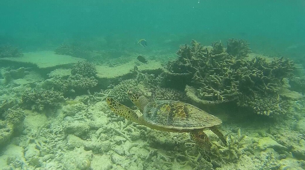 Snorkelling and stumbled upon this turtle. Amazing experience swimming along with one. I’ll never forget it.