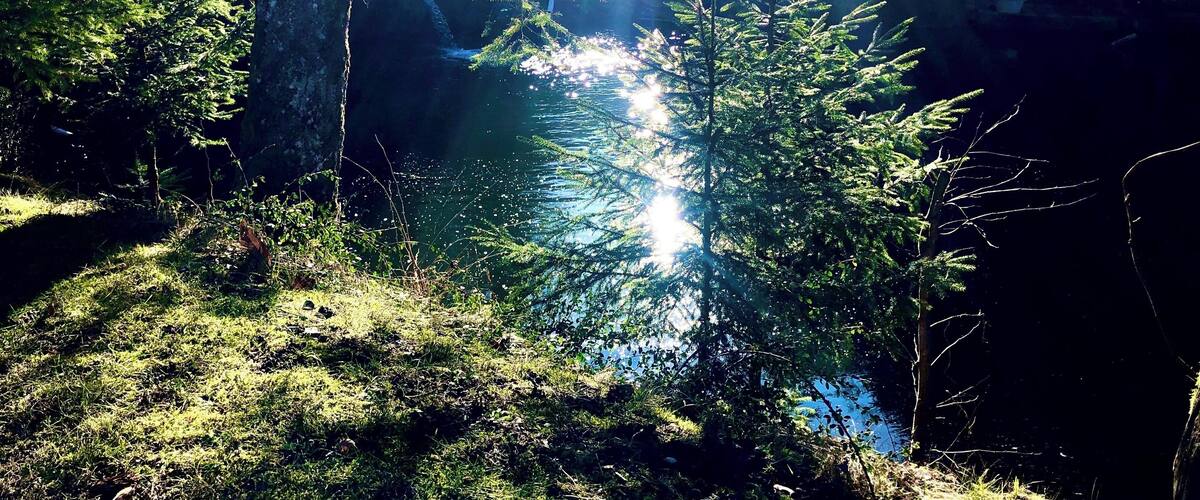 A forested area with sunlight filtering through trees, a body of water, and a small building in the background.