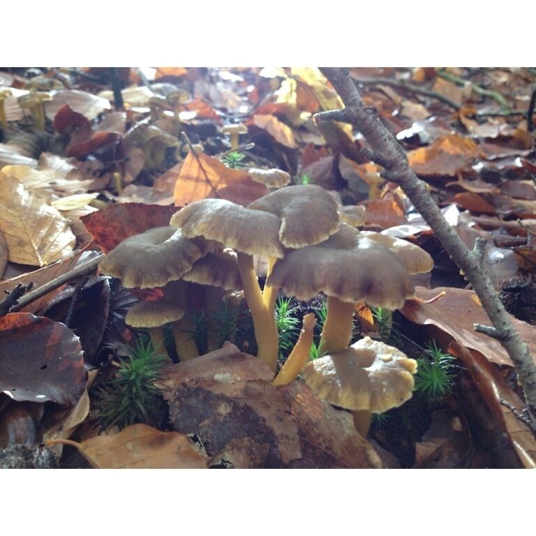 Cantharellus tubaeformis